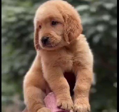 Buy Vaccinated  Golden Retriever Puppy from Hyderabad